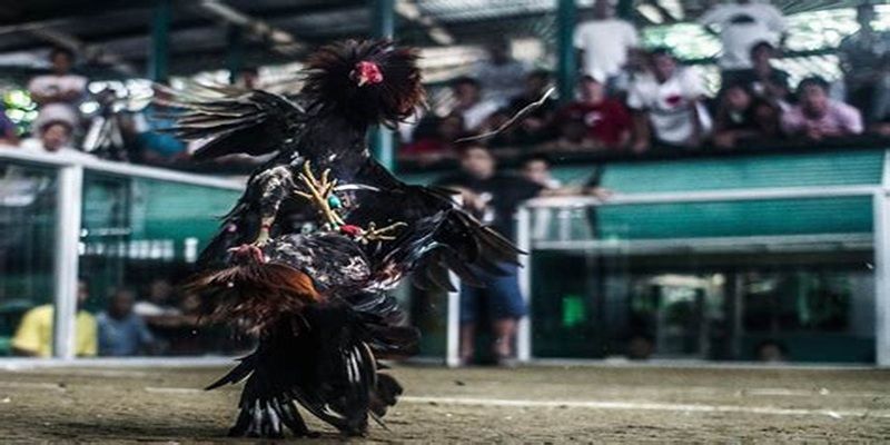 đá gà cựa dao 12BET
