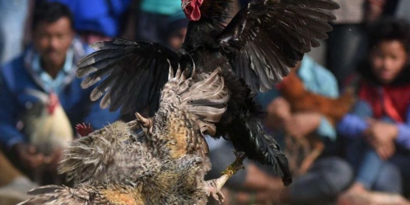 Hình thức trong cách cược đá gà GO88