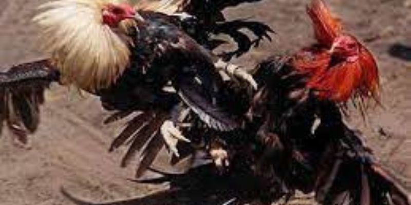 Kinh nghiệm tăng cơ hội thắng