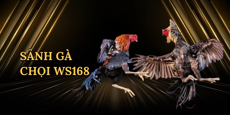 Sảnh gà chọi WS168