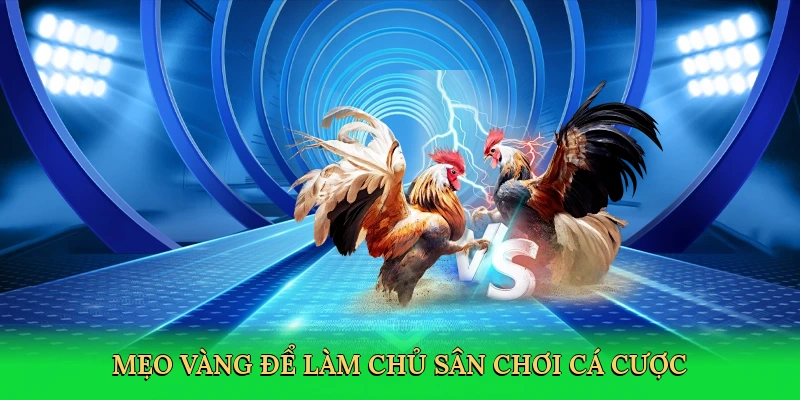 meo-vang-de-lam-chu-san-choi-ca-cuoc-4