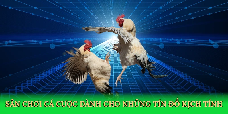 san-choi-ca-cuoc-danh-cho-nhung-tin-do-kich-tinh-3